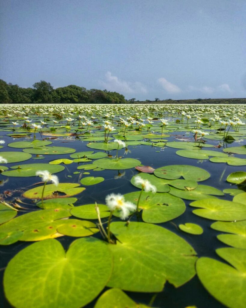 Attraction kaasai resort